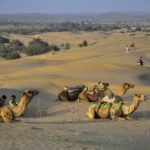 camel, desert, india