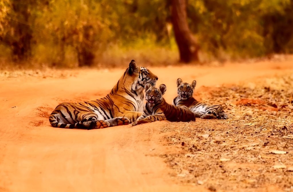 india, tigers, wildlife