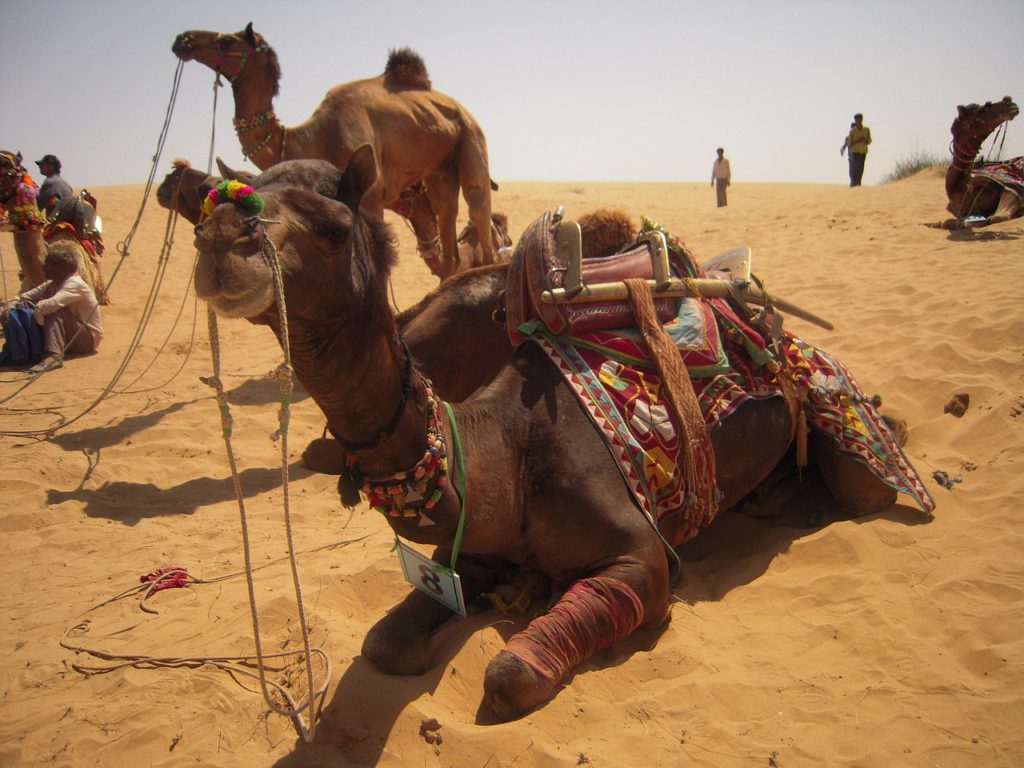 desert, sumer, camel