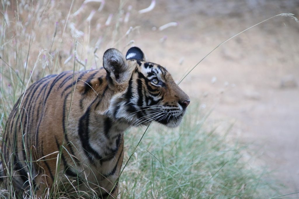 tiger India, Rajasthan tours