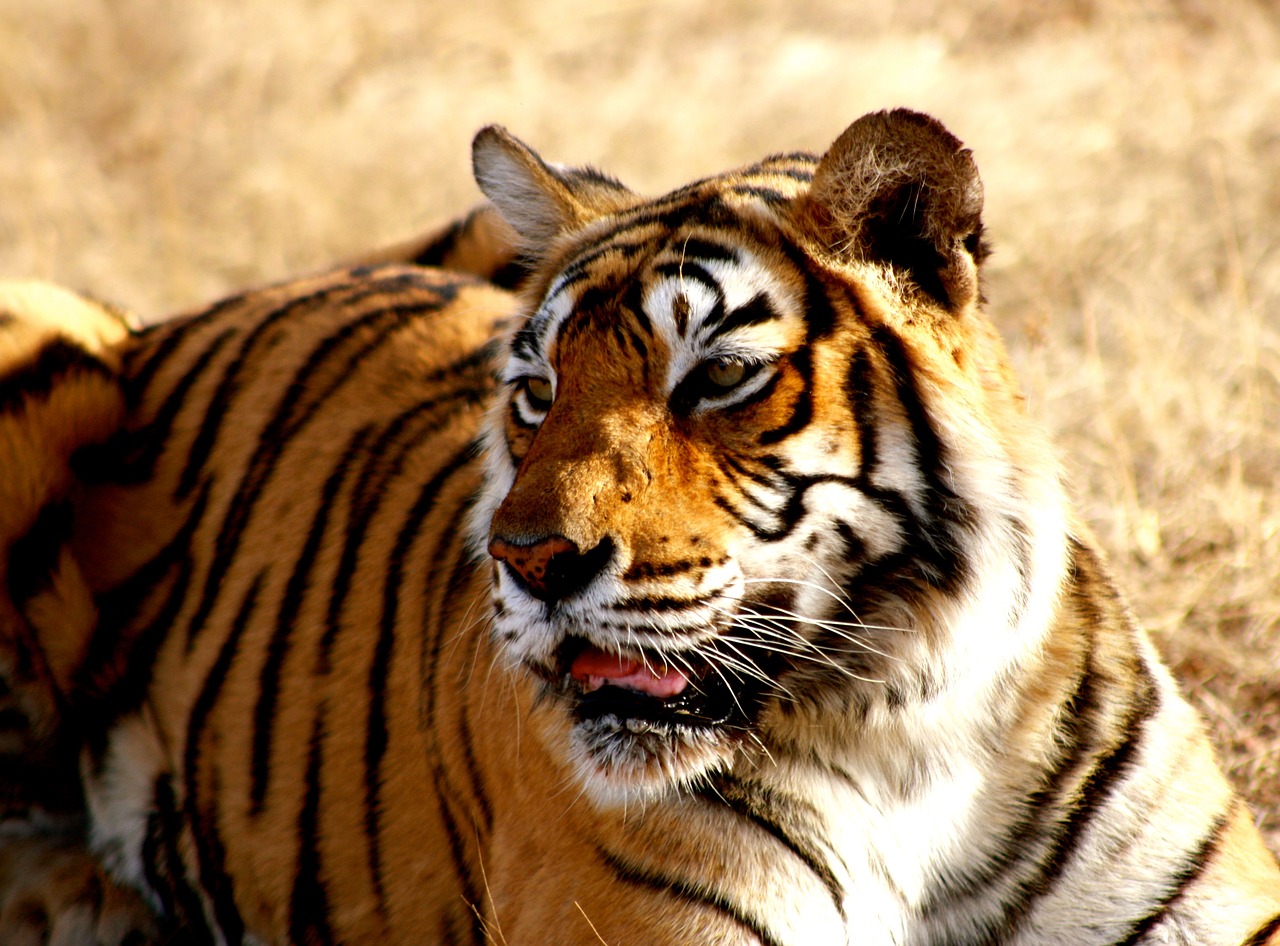 tiger, india, wildlife