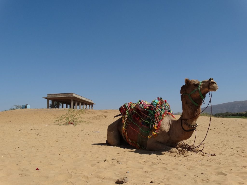 travel, india, desert