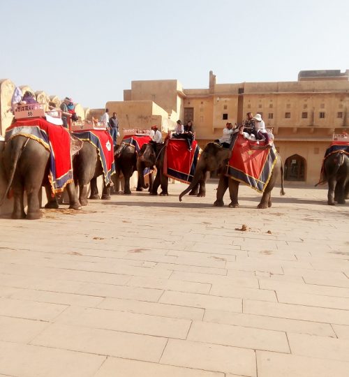 Tourist attraction in Jaipur hathi - syn travels