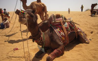 desert, sumer, camel