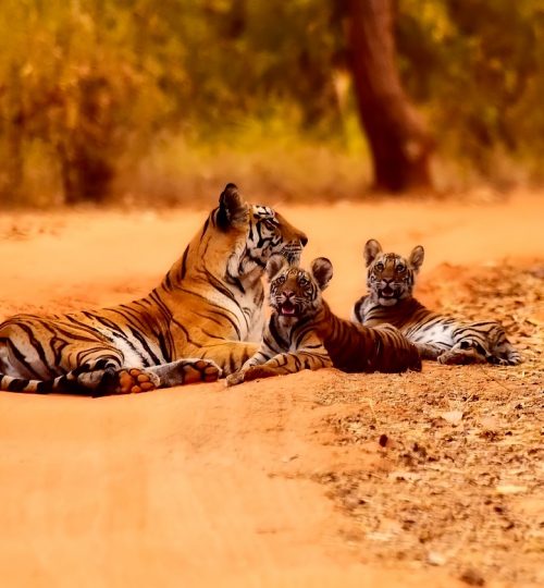 india, tigers, wildlife
