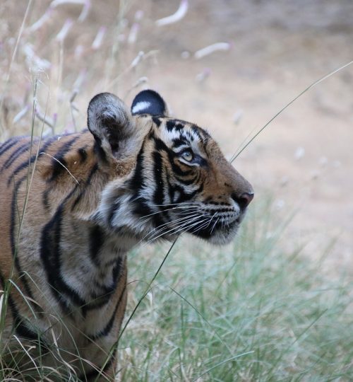 tiger India, Rajasthan tours